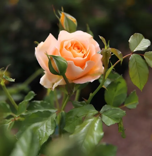 Rose_Plant_(Hybrid)_For_Outdoor_With_Grow_Bag