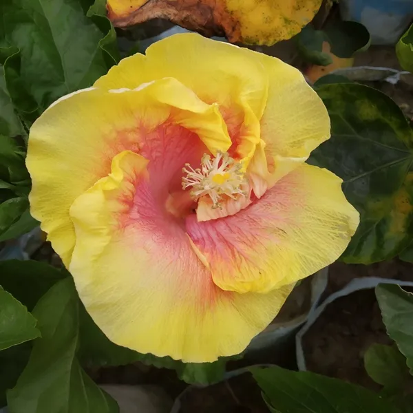 Hibiscus_Plant_(Hybrid)_For_Indoor_&_Outdoor_With_Grow_Bag