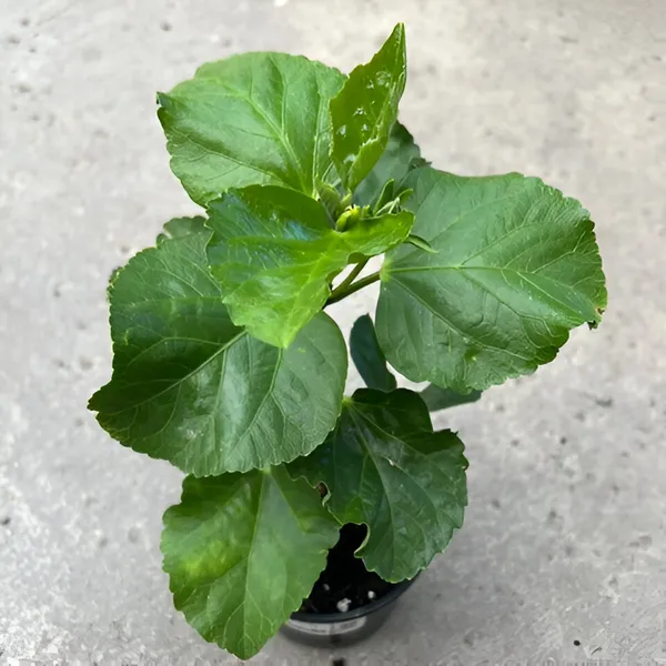 Hibiscus_Plant_(Hybrid)_For_Indoor_&_Outdoor_With_Grow_Bag