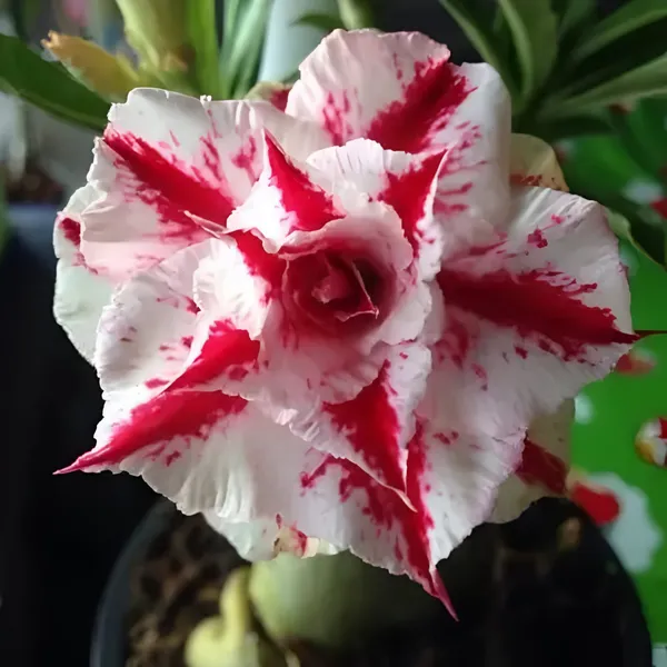 Adenium_Flower_Plant_(Hybrid)_For_Indoor_&_Outdoor_With_Grow_Bag