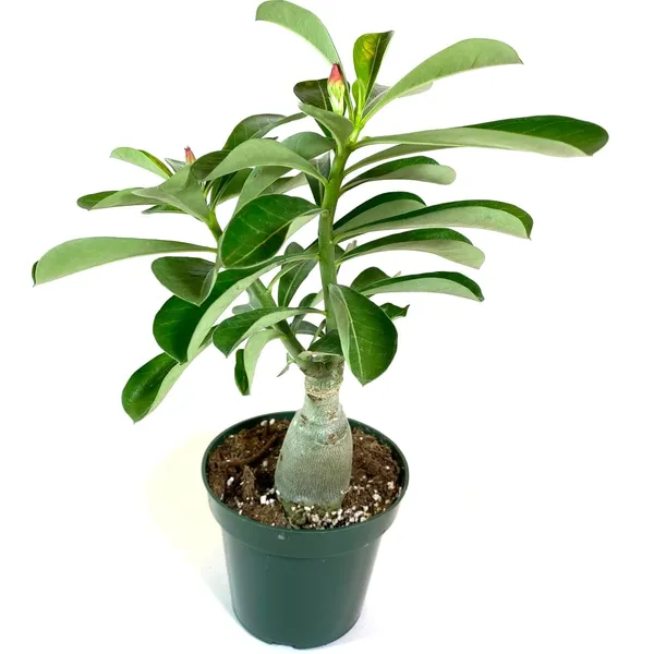Adenium_Flower_Plant_(Hybrid)_For_Indoor_&_Outdoor_With_Grow_Bag