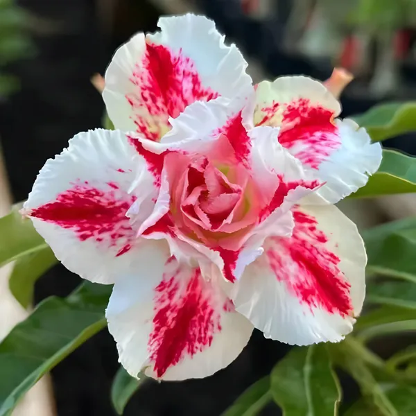 Adenium_Flower_Plant_(Hybrid)_For_Indoor_&_Outdoor_With_Grow_Bag