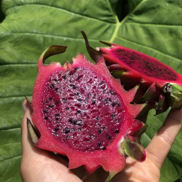 Dragon_Tree_(Hybrid)_For_Outdoor_With_Grow_Bag
