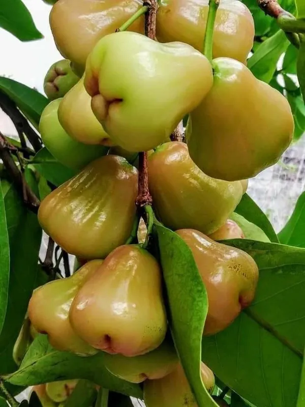 Water_Apple_Plant_(Hybrid)_For_Outdoor_With_Grow_Bag