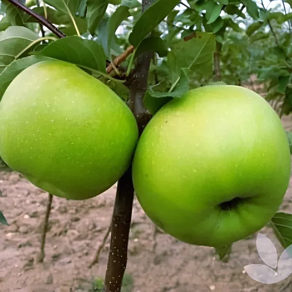 Green_Apple_Plant_(Hybrid)_For_Outdoor_With_Grow_Bag