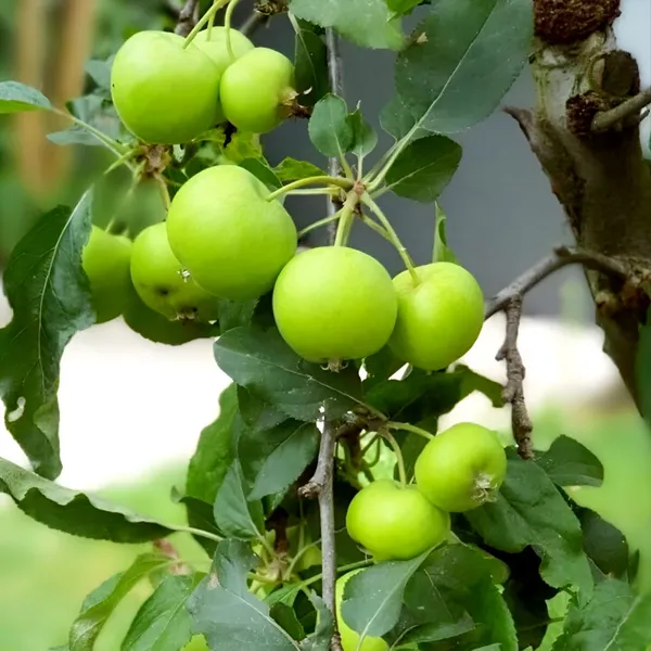 Green_Apple_Plant_(Hybrid)_For_Outdoor_With_Grow_Bag