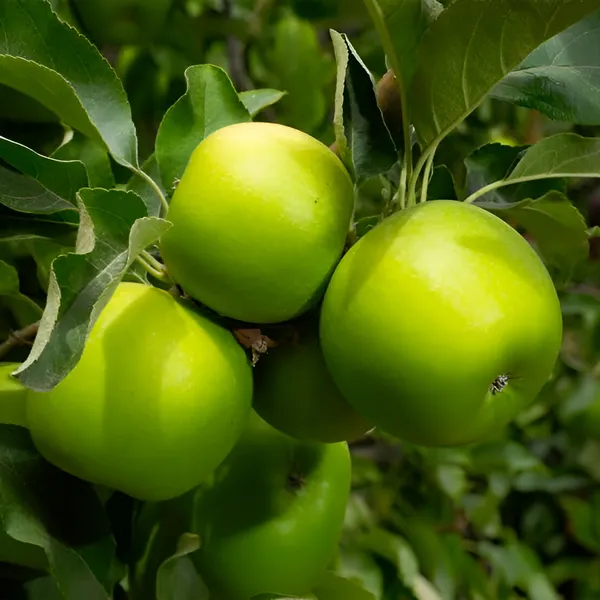 Green_Apple_Plant_(Hybrid)_For_Outdoor_With_Grow_Bag