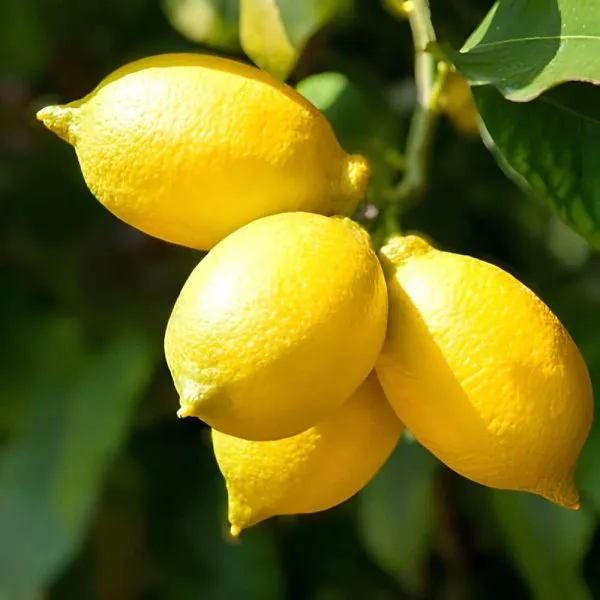 Kagzi_Lemon_Plant_(Hybrid)_For_Outdoor_With_Grow_Bag