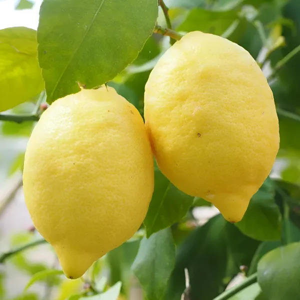 Kagzi_Lemon_Plant_(Hybrid)_For_Outdoor_With_Grow_Bag