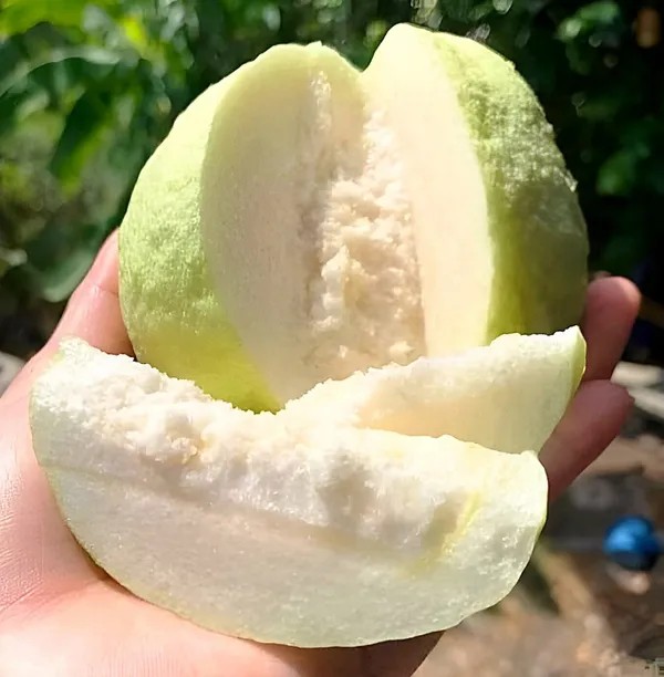 White_Diamond_Guava_Plant_Hybrid_Pack_Of_-_1