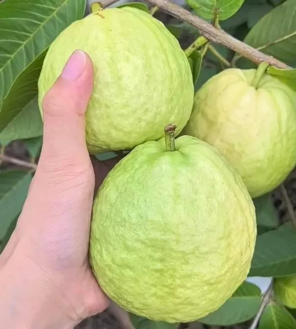 White_Diamond_Guava_Plant_Hybrid_Pack_Of_-_1