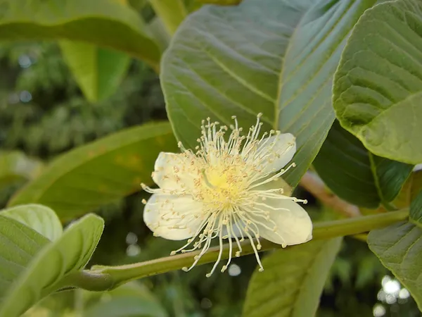 White_Diamond_Guava_Plant_Hybrid_Pack_Of_-_1