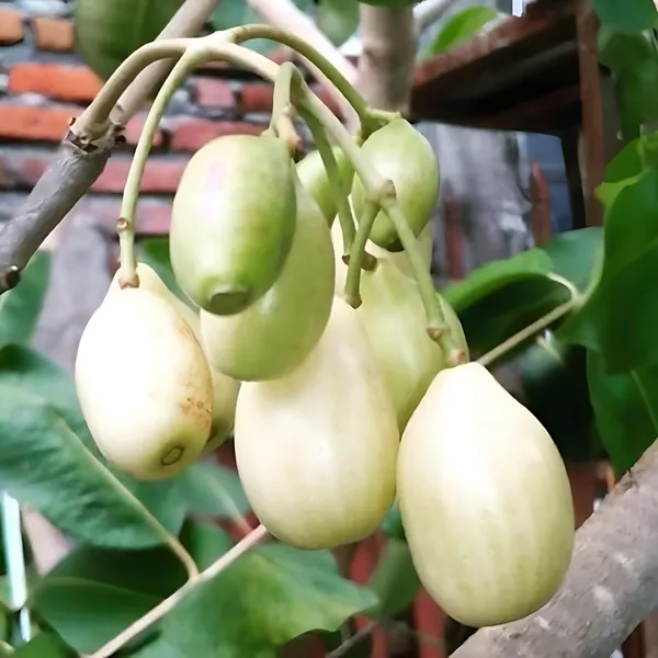 White_Jamun_Fruit_Plant_(Grafted)_Rare_Sweet_Variety_Pack_Of_-_1