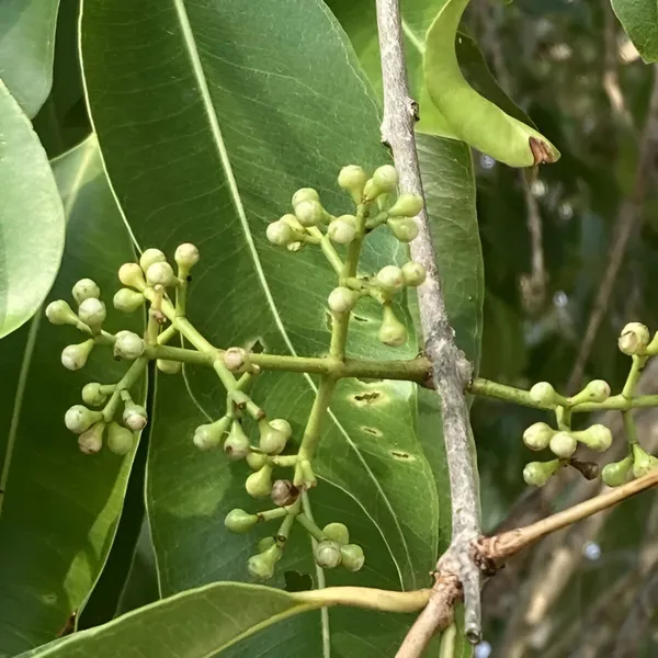 White_Jamun_Fruit_Plant_(Grafted)_Rare_Sweet_Variety_Pack_Of_-_1