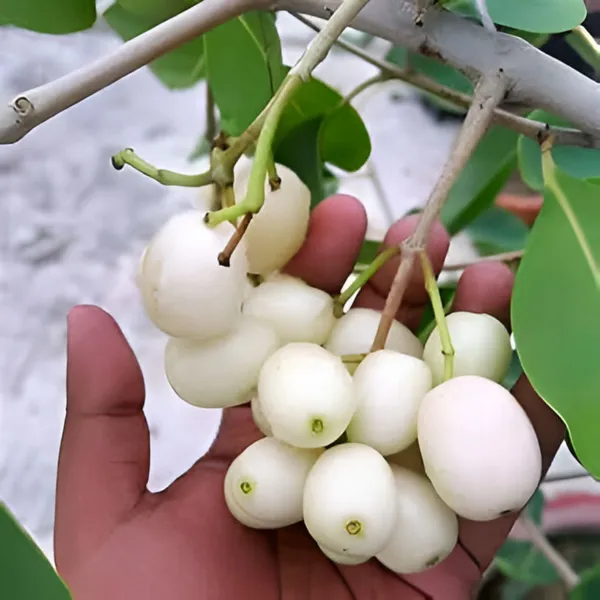 White_Jamun_Fruit_Plant_(Grafted)_Rare_Sweet_Variety_Pack_Of_-_1