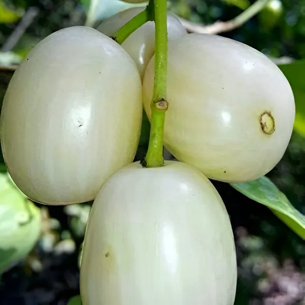 White_Jamun_Fruit_Plant_(Grafted)_Rare_Sweet_Variety_Pack_Of_-_1