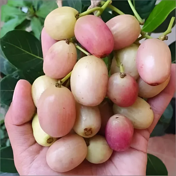 White_Jamun_Fruit_Plant_(Grafted)_Rare_Sweet_Variety_Pack_Of_-_1
