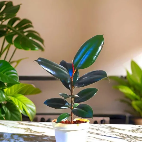 Rubber_Tree_(Hybrid)_For_Indoor_&_Outdoor_With_Grow_Bag