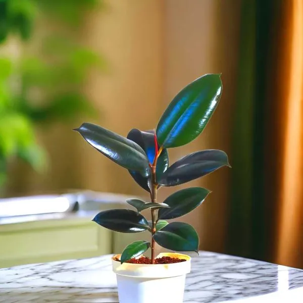 Rubber_Tree_(Hybrid)_For_Indoor_&_Outdoor_With_Grow_Bag