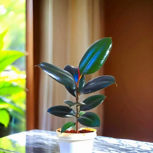 Rubber_Tree_(Hybrid)_For_Indoor_&_Outdoor_With_Grow_Bag