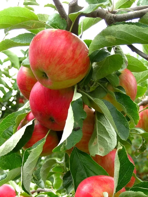 Apple_Plant__For_Outdoor_|_Hybrid_|_With_Grow_Bag