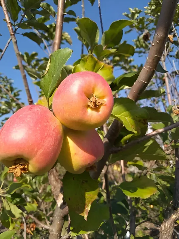 Apple_Plant__For_Outdoor_|_Hybrid_|_With_Grow_Bag