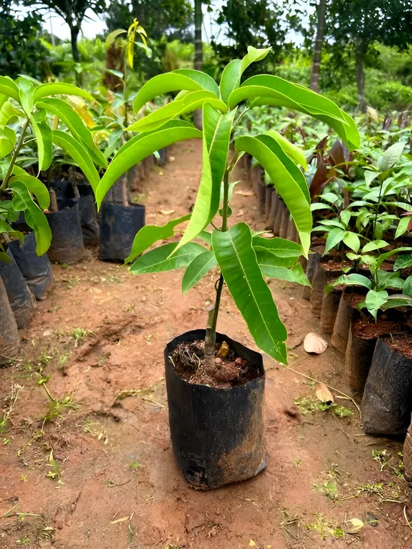 Brunei_King_Mango_Plant_(Pack_Of_1)_For_Indoor_&_Outdoor_With_Grow_Bag