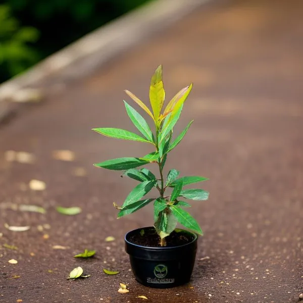 Rudraksh_Live_Plant_(Hybrid)_For_Indoor_&_Outdoor_With_Grow_Bag