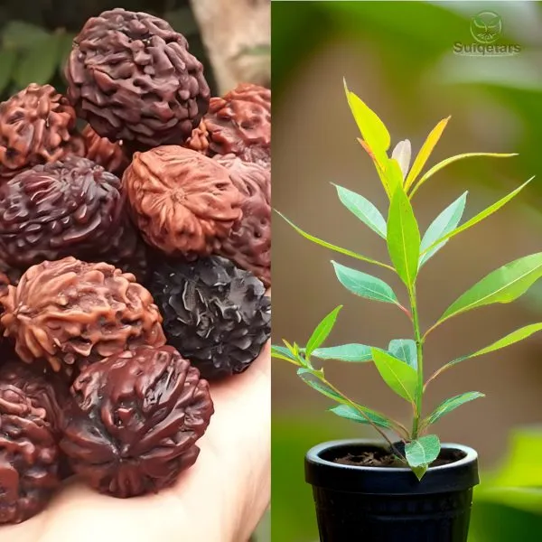Rudraksh_Live_Plant_(Hybrid)_For_Indoor_&_Outdoor_With_Grow_Bag