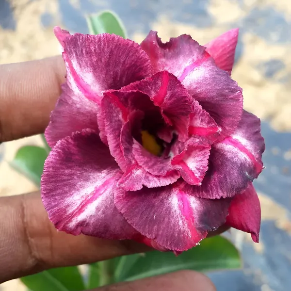 Adenium_Plant_(Hybrid)_For_Indoor_&_Outdoor_With_Grow_Bag