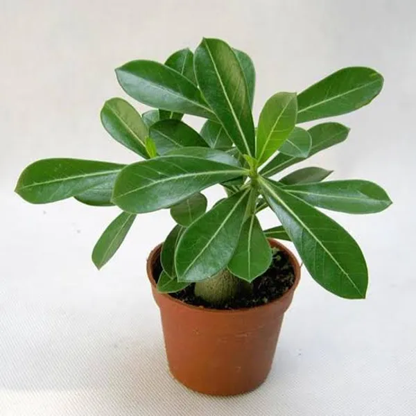Adenium_Plant_(Hybrid)_For_Indoor_&_Outdoor_With_Grow_Bag