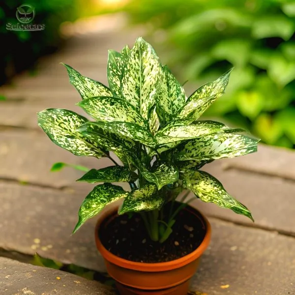 Aglaonema_Snow_White_(Hybrid)_For_Outdoor_With_Grow_Bag