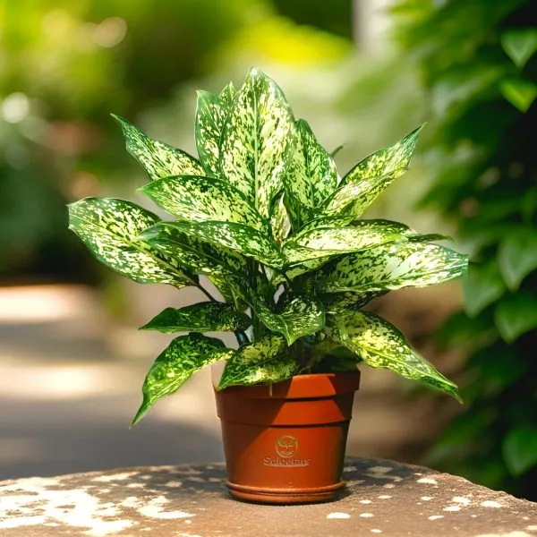 Aglaonema_Snow_White_(Hybrid)_For_Outdoor_With_Grow_Bag