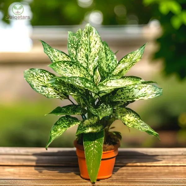 Aglaonema_Snow_White_(Hybrid)_For_Outdoor_With_Grow_Bag