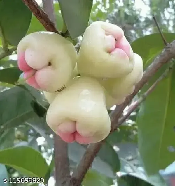 Wax_Apple_Plant_(Hybrid)_For_Indoor_&_Outdoor_With_Grow_Bag