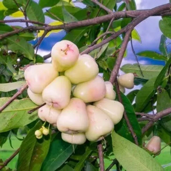Wax_Apple_Plant_(Hybrid)_For_Indoor_&_Outdoor_With_Grow_Bag