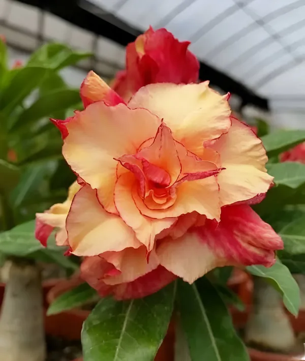 Adenium_Plant_(Hybrid)_For_Indoor_&_Outdoor_With_Grow_Bag