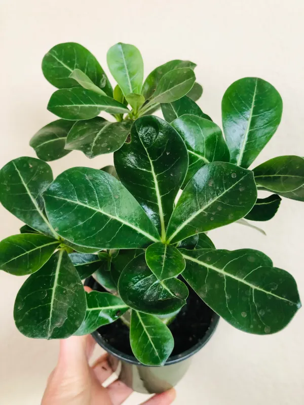 Adenium_Plant_(Hybrid)_For_Indoor_&_Outdoor_With_Grow_Bag