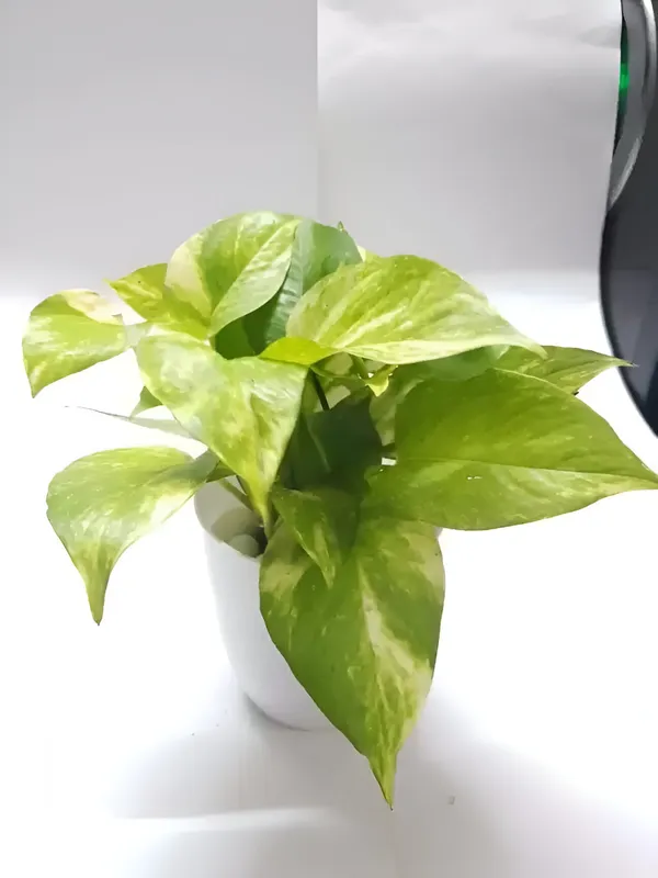 Money_Plant_(Hybrid)_For_Indoor_&_Outdoor_With_Grow_Bag
