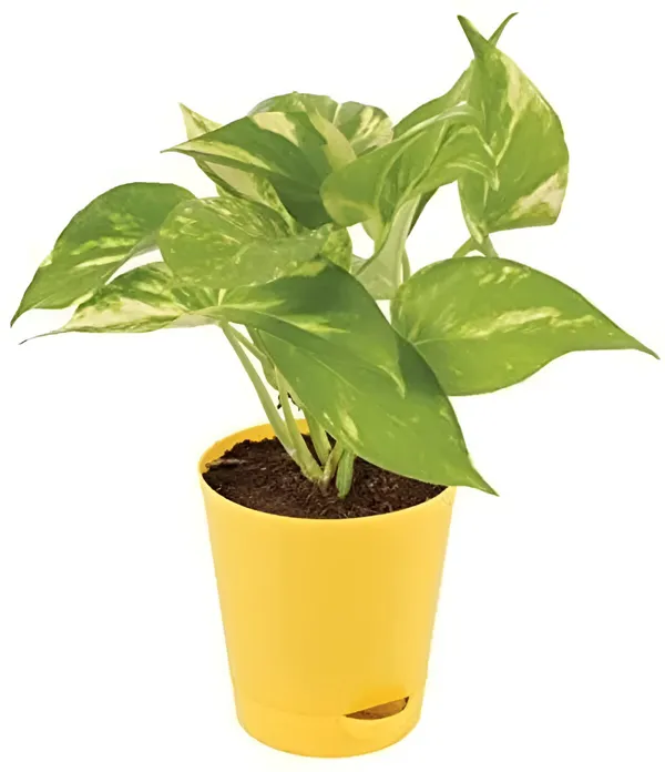Money_Plant_(Hybrid)_For_Indoor_&_Outdoor_With_Grow_Bag