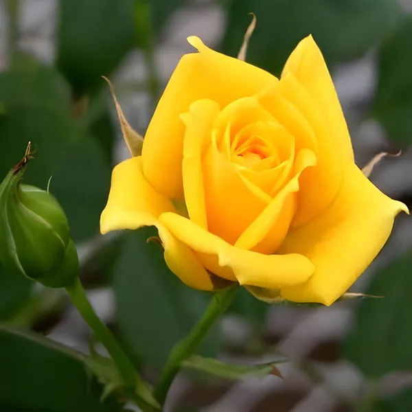 Yellow_Rose_Flower_Plant_(Hybrid)_For_Outdoor_With_Grow_Bag