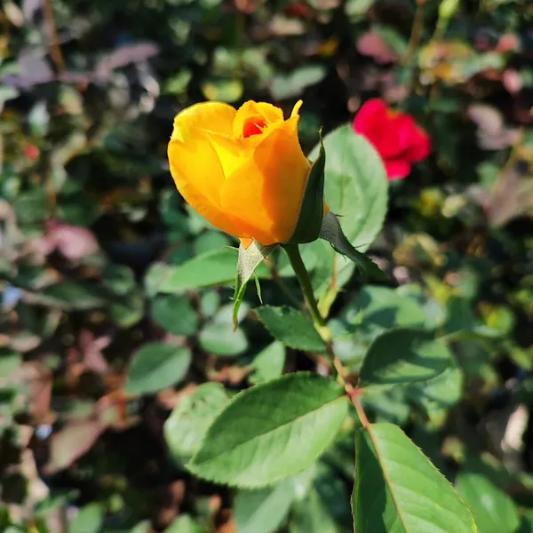 Yellow_Rose_Flower_Plant_(Hybrid)_For_Outdoor_With_Grow_Bag