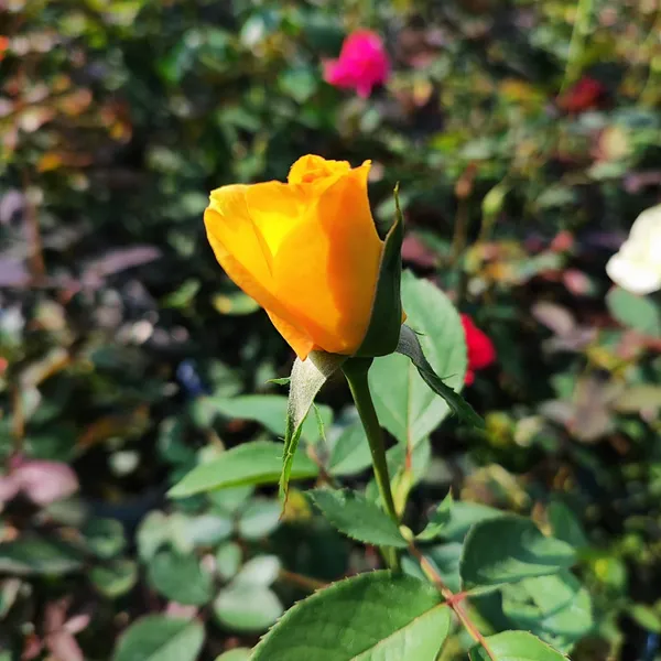 Yellow_Rose_Flower_Plant_(Hybrid)_For_Outdoor_With_Grow_Bag