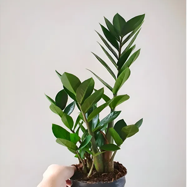 Zz_Plant_(Hybrid)_For_Indoor_&_Outdoor_With_Grow_Bag