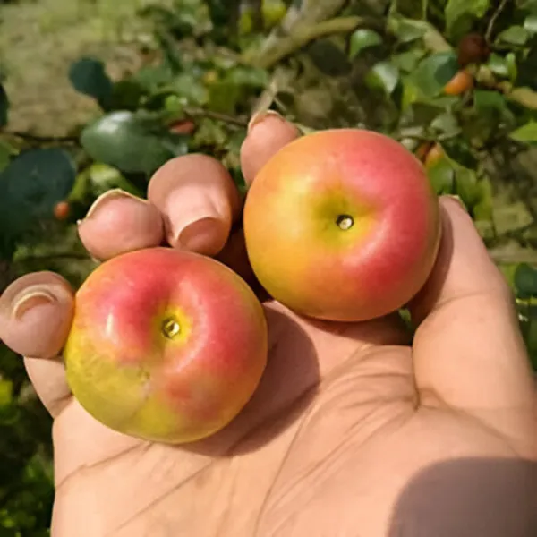 Ber_Apple_Plant_(Hybrid)_For_Outdoor_With_Grow_Bag
