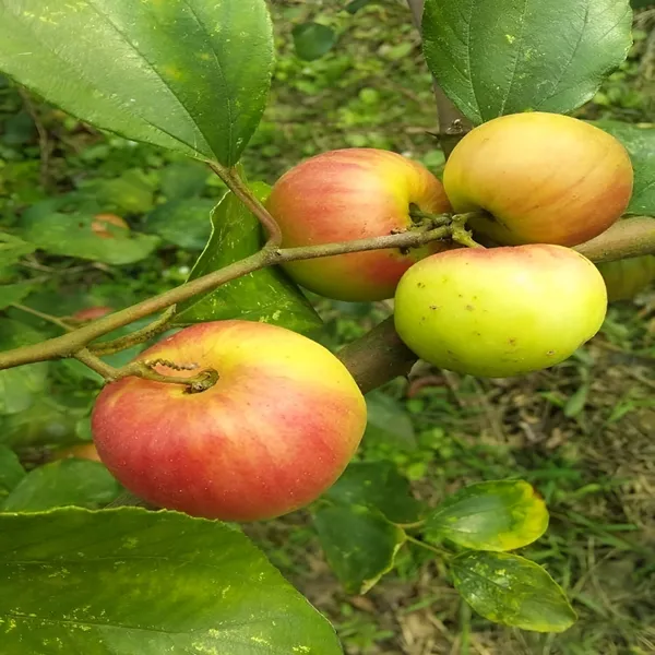 Ber_Apple_Plant_(Hybrid)_For_Outdoor_With_Grow_Bag