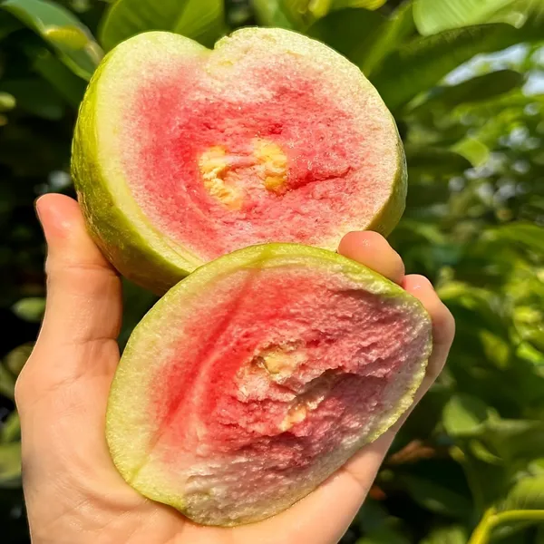 Guava_Plant_Red_Diamond_(Hybrid)_For_Outdoor_With_Grow_Bag