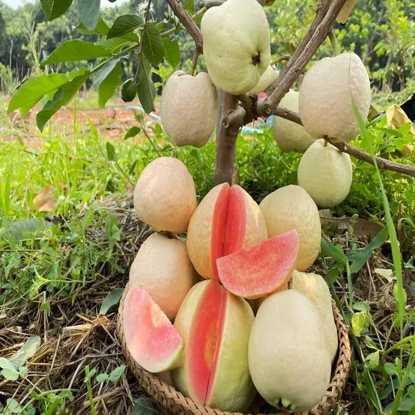 Guava_Plant_Red_Diamond_(Hybrid)_For_Outdoor_With_Grow_Bag