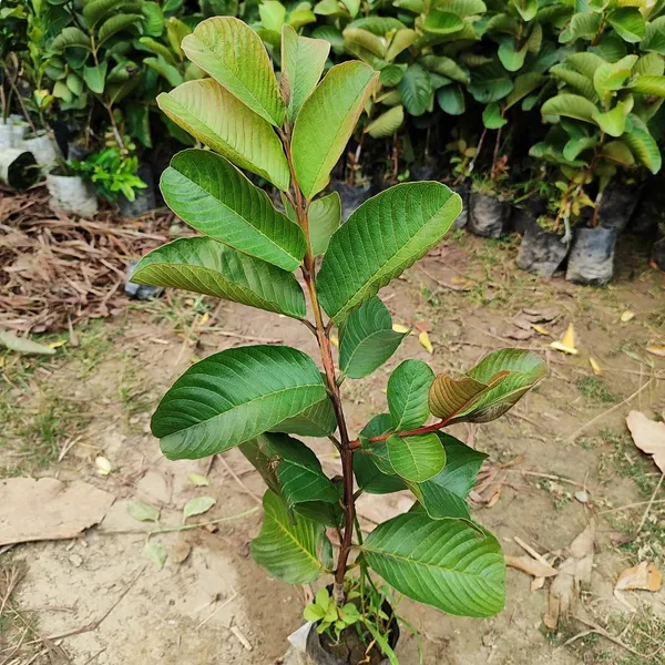 Guava_Plant_Red_Diamond_(Hybrid)_For_Outdoor_With_Grow_Bag