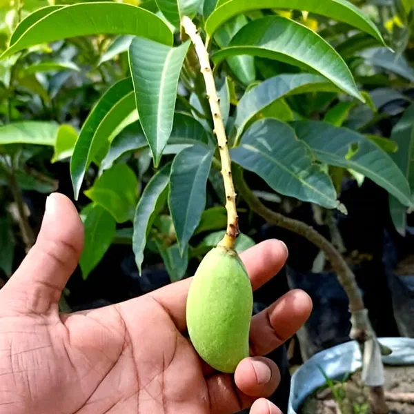 Thai_All_Time_Mango_Plant_(Hybrid)_For_Outdoor_With_Grow_Bag